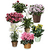 Monthly Flower Delivery Ottawa
