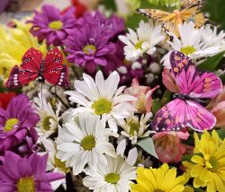 Mixed butterfly bouquet