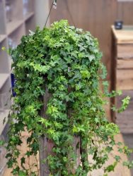 Ivy Plant