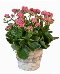 Potted Kalancheo 