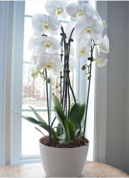 Stunning Orchid plant