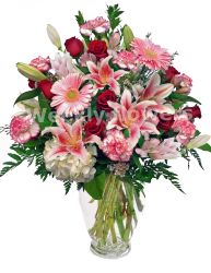 Blooming Stargazers