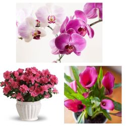 Premium flowering Plant