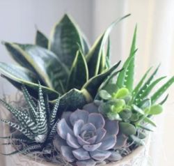 Succulent garden