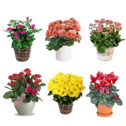 Standard Flowering Plant