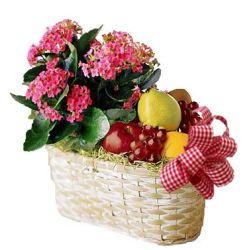 Fruit and Plant 